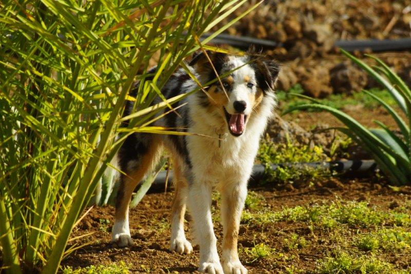 Teneriffa: Wandern mit Hund 