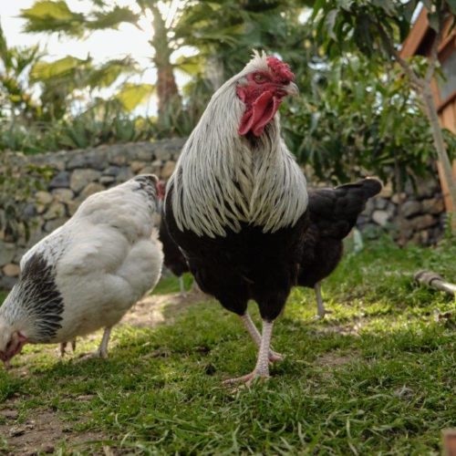Hühner auf dem Bauernhof, Teneriffa