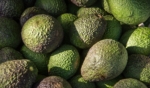 hass-avocado-1164173_1280