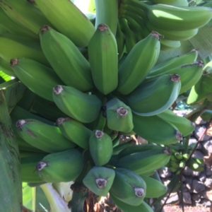Obstgarten Teneriffa | Fruchtgarten Finca la Castaña