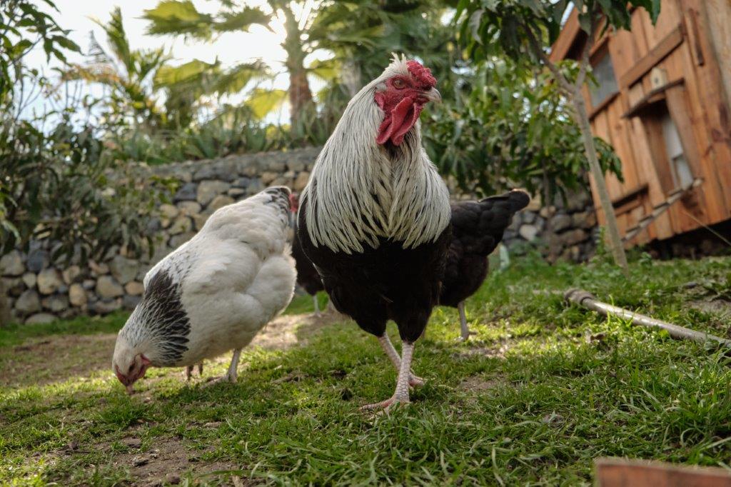 Ökologische Finca auf Teneriffa - Hühner auf der Bio Finca 