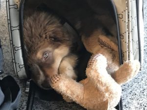 Reise nach Teneriffa