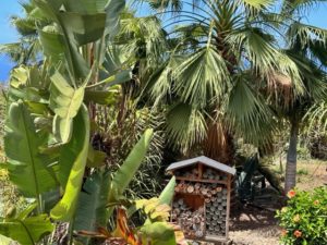 Obst und Ernteparadies, ökologische und nachhaltige Finca auf Teneriffa 