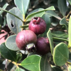 Erdbeerguave Erdbeerguave