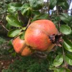 Granatapfel auf Teneriffa