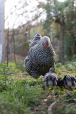 IMG_7507 Eier von freilaufenden Hühnern auf Teneriffa