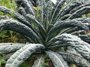 Obst und Gemüse von der Bio Finca auf Teneriffa