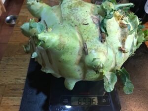 Bio Gemüse von der Finca