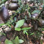 IMG_8265 Avocados dirket vom Erzeuger Teneriffa